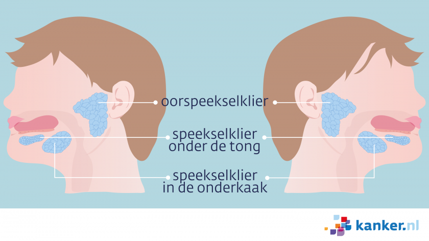 Informatie over de speekselklieren | Kanker.nl